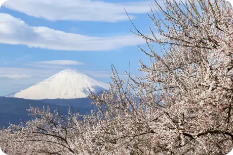 酒匂川東部エリア イメージ