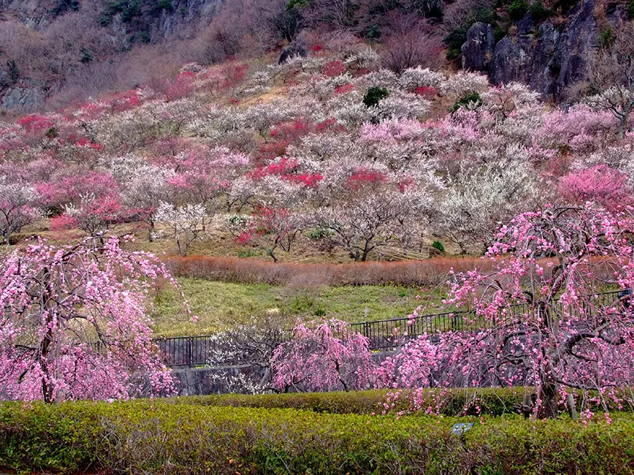 幕山公園（湯河原梅林） イメージ